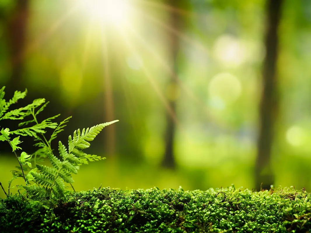 nature1-small